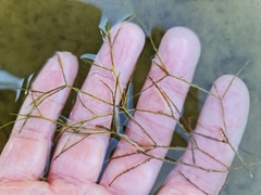 Potamogeton trichoides