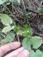 Neottia banksiana