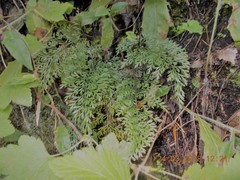Asplenium richardii