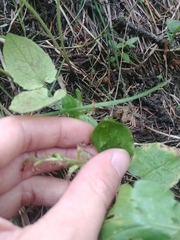 Neottia banksiana