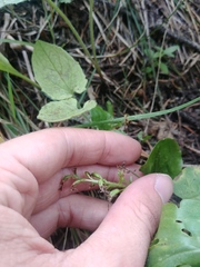 Neottia banksiana