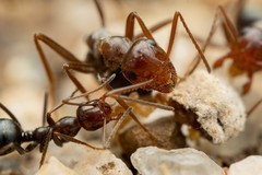 Myrmecocystus mimicus