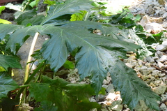 Acanthus mollis