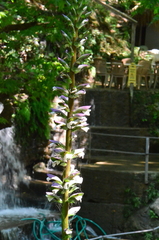 Acanthus mollis