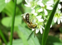 Halictus tumulorum