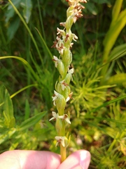 Platanthera dilatata albiflora