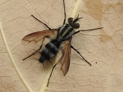 Vanderwulpia sequens