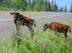 Bison bison athabascae