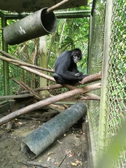 Ateles fusciceps