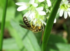 Halictus tumulorum