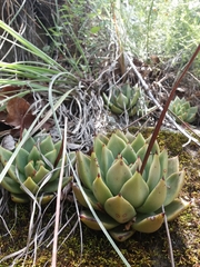 Echeveria agavoides
