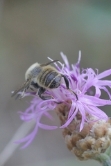 Megachile maritima