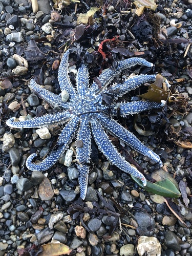 Eleven-armed Sea Star, photo 8 of 9