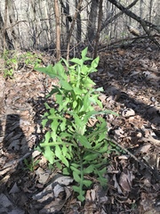 Lactuca hirsuta