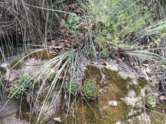 Echeveria agavoides