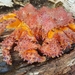 Echidnocerus cibarius - Photo (c) psinkins,  זכויות יוצרים חלקיות (CC BY-NC)