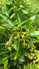 Citharexylum spinosum