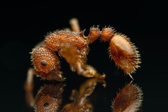 Myrmica striolagaster