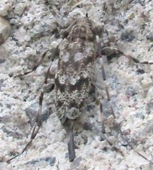 Acanthocinus pusillus