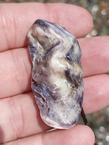 photo of Pacific Oyster (Magallana gigas)