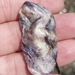 photo of Pacific Oyster (Magallana gigas)