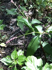 Persicaria longiseta