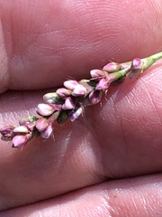 Persicaria longiseta