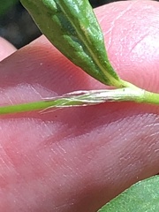 Persicaria longiseta