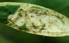 Liriomyza congesta