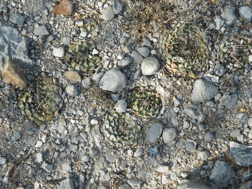 artichoke cactus (Obregonia denegrii)