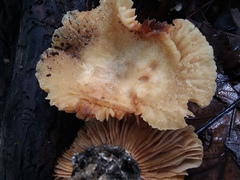 Russula earlei
