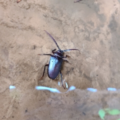 Prionus californicus