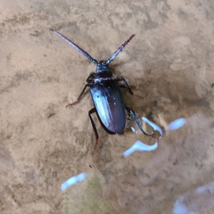 Prionus californicus