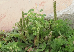 Plantago virginica