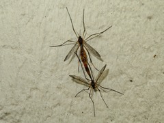 Ptychoptera albimana