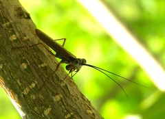 Mantoida maya