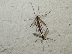 Ptychoptera albimana