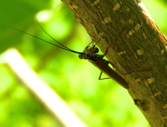 Mantoida maya