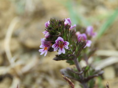 Euphrasia subarctica