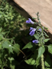 Salvia amissa
