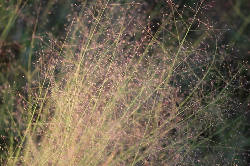 Image of Muhlenbergia uniflora by (c) Quinten Wiegersma, some rights reserved (CC BY)