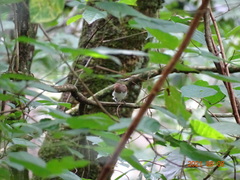 Platysteira castanea