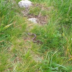 Vipera walser