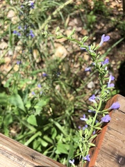 Salvia amissa