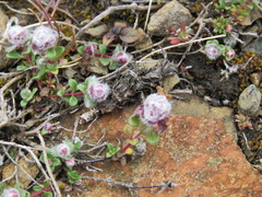 Aceria thomasi