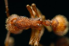 Myrmica striolagaster