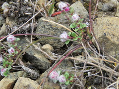 Aceria thomasi
