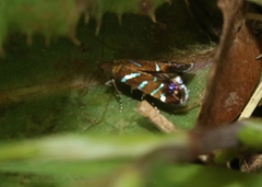 Strobisia proserpinella