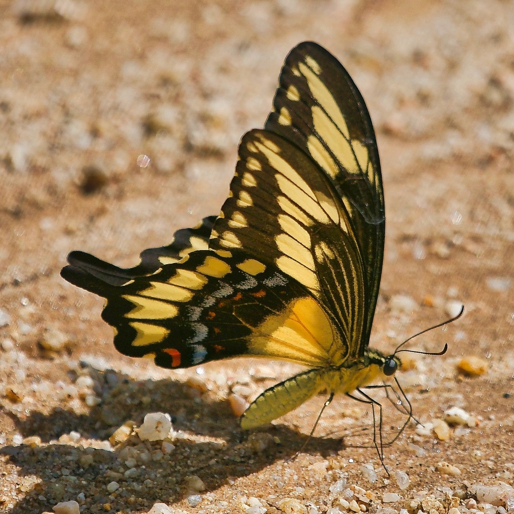 Heraclides pallas