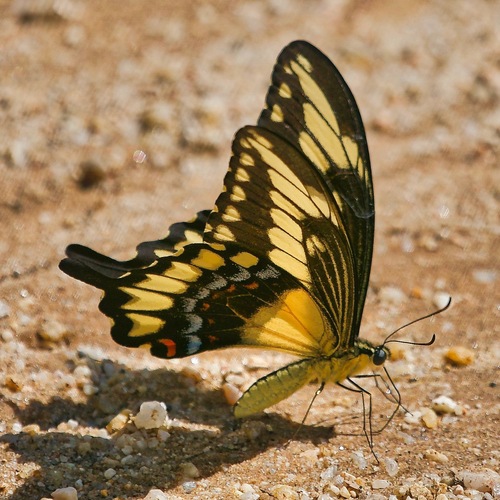 Heraclides pallas